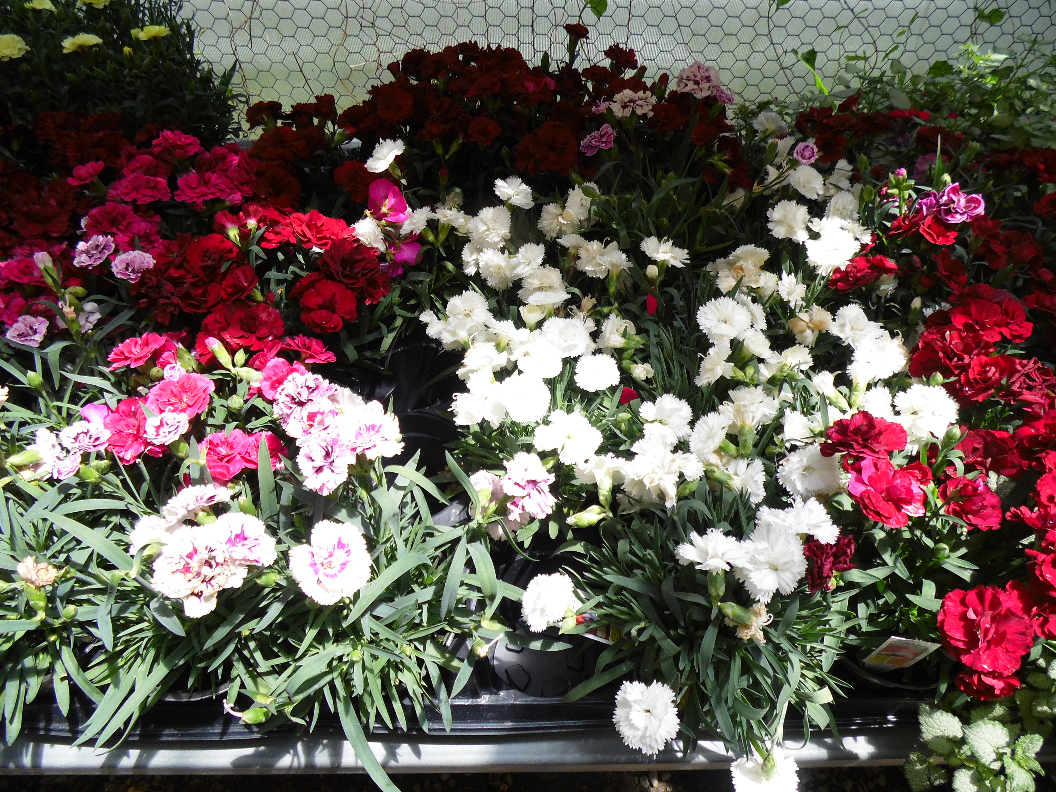 Vibrant Annual and Perennial Flowers